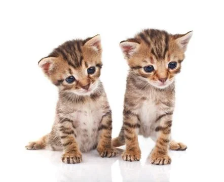 Tabby kittens Stock Photos