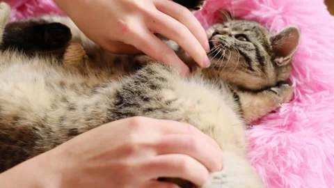 Tabby kittens playing in a pink fluffy bed.Hands stroking at playing kittens Stock Footage 313235100