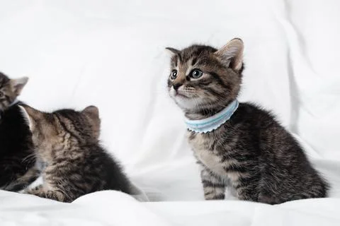 Tabby kittens sitting Stock Photos