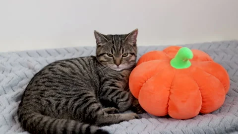 Tabby kitty cat lies lying on blanket with soft toy pumpkin orange Stock Footage 226310520
