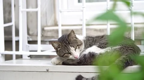 Tabby kitty cat sleeping Stock Footage 67406614