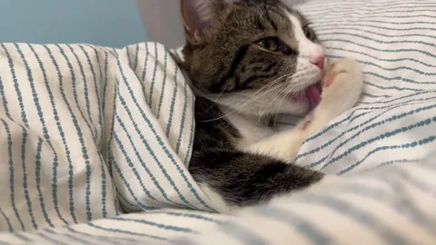 A tabby kitty, curled up, sleeping sweetly under the covers on the bed Stock-Footage 331569693