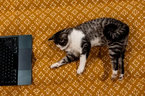 A tabby kitty using a computer, lying on a warm, textured yellow plaid. Stock Photos