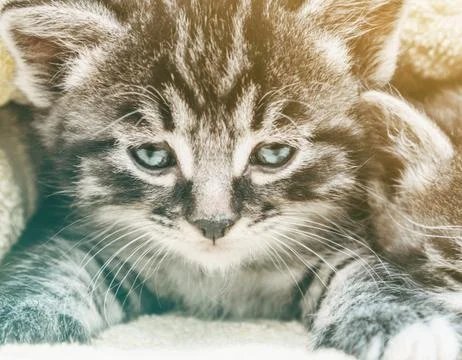 Tabby little kitten Stock Photos