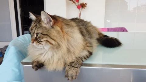 Tabby long haired cat lying in relax outdoor Vídeo Stock 125182628