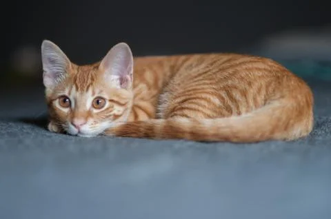Tabby lying with chin on bed Stock Photos