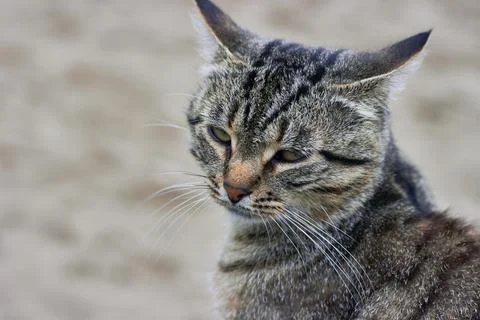 A tabby mixed breed cat squints in the sun Stock Photos