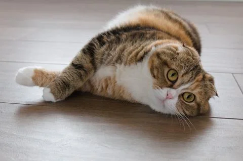 Tabby multicolor scottish fold years cat relaxed Stock Photos