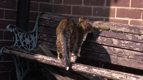Tabby pet cat on garden bench in sunlight Vídeos de archivo 331739277