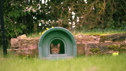 Tabby pet cat sitting in outside shelter Stock Footage 331738938