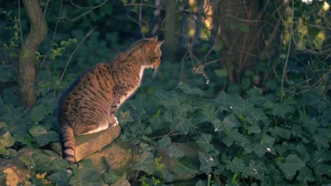 Tabby pet looking startled in garden Stock Footage 332167809