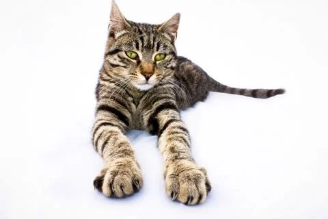 Tabby Stock Photos