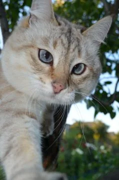 Tabby point cat Stock Photos