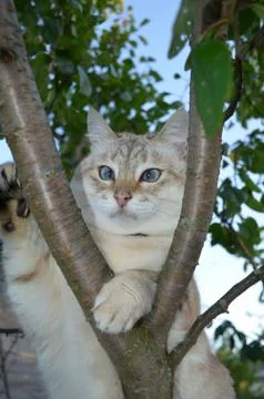 Tabby point cat Stock Photos