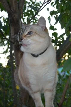 Tabby point cat Stock Photos