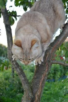 Tabby point cat Stock Photos