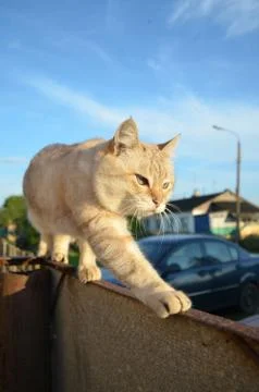 Tabby point cat Stock Photos