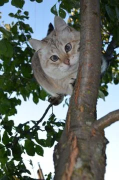 Tabby point cat Stock Photos