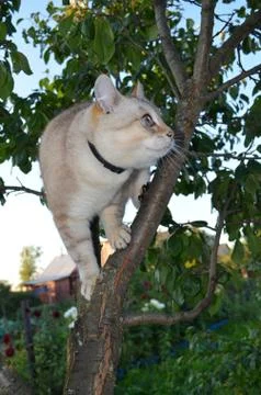 Tabby point cat Stock Photos