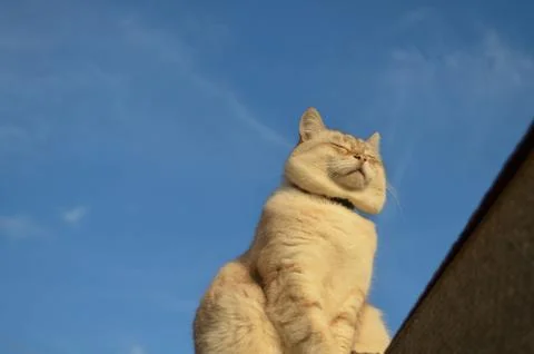 Tabby point cat Stock Photos