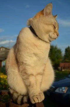 Tabby point cat Stock Photos