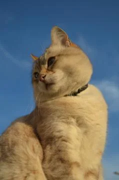 Tabby point cat Stock Photos