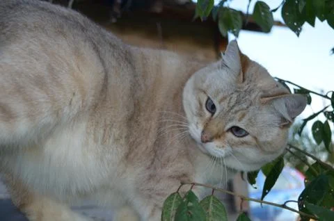 Tabby point cat Stock Photos