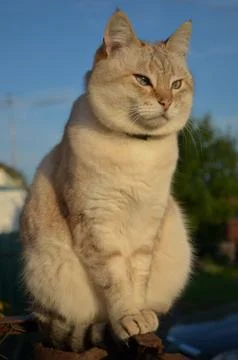 Tabby point cat Stock Photos
