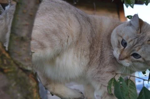 Tabby point cat Stock Photos