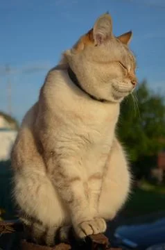 Tabby point cat Stock Photos