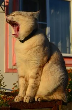 Tabby point cat Stock Photos