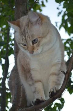 Tabby point cat Stock Photos