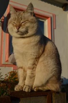 Tabby point cat Stock Photos