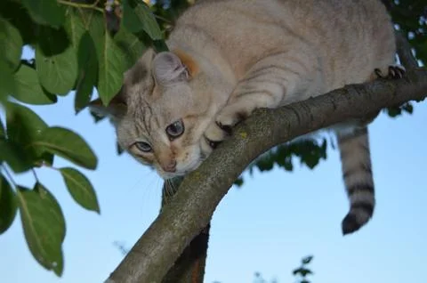 Tabby point cat Stock Photos
