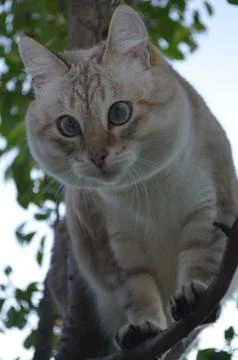 Tabby point cat Stock Photos