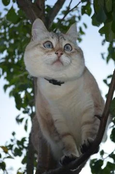 Tabby point cat Stock Photos