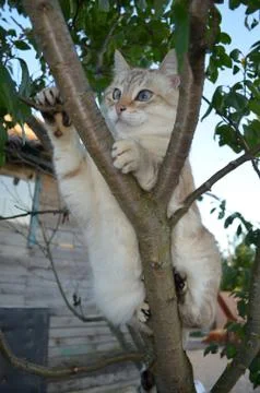 Tabby point cat Stock Photos