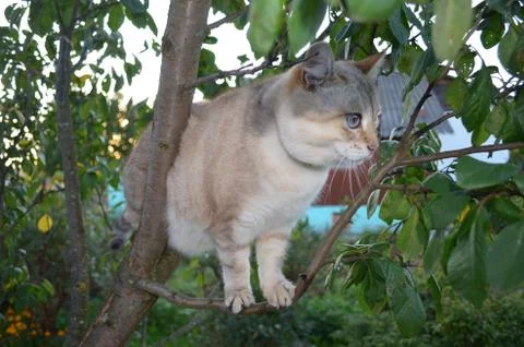 Tabby point cat Stock Photos