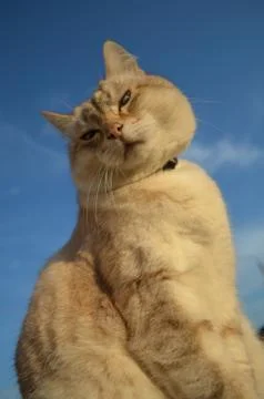 Tabby point cat Stock Photos