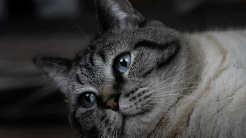 Tabby point Thai cat whith blue eyes. Stock Photos