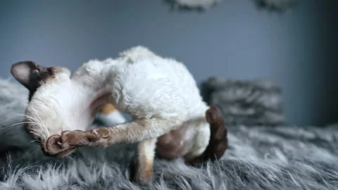 Tabby pointed Devon Rex cat licking and grooming her paws on a bedroom bed Stock Footage 233673417