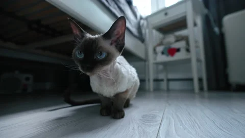 Tabby pointed Devon Rex cat with blue eyes sitting on a floor Stock Footage 233673737