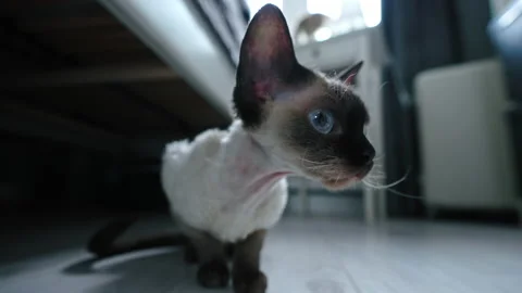Tabby pointed Devon Rex cat sniffing camera, sitting on a floor Stock Footage 234347947