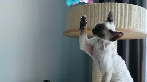 Tabby pointed Devon Rex cat playing with a wand toy Stock Footage 234349043