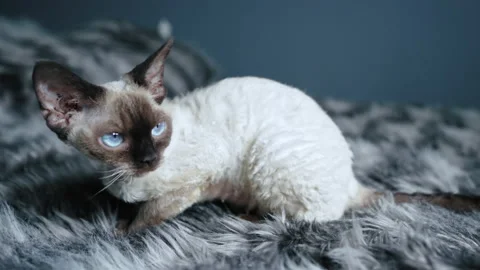 Tabby pointed Devon Rex cat sitting on a bed Stock Footage 234659920