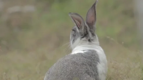 Tabby rabbit in the Farm Stockbeeldmateriaal 103272306