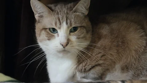 Tabby Red Cat Hitting Staring Feline Pet Animal Vídeo Stock 128829435