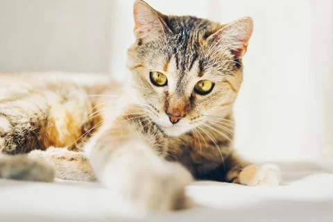 Tabby red cat lying on sofa. Stock Photos