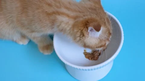 A tabby red kitten eats wet food from a bowl on blue background close-up. Stock Footage 335866180