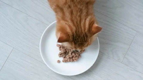 A tabby red kitten eats wet food from bowl on brown laminate, top view. Stock Footage 340544961